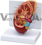 Oversize Human Kidney Anatomy Model with Patient Education Card